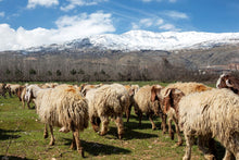 Load image into Gallery viewer, The art of nature