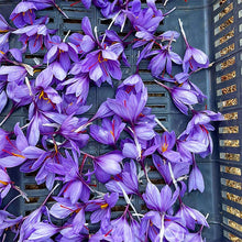 Load image into Gallery viewer, Spicy but patient